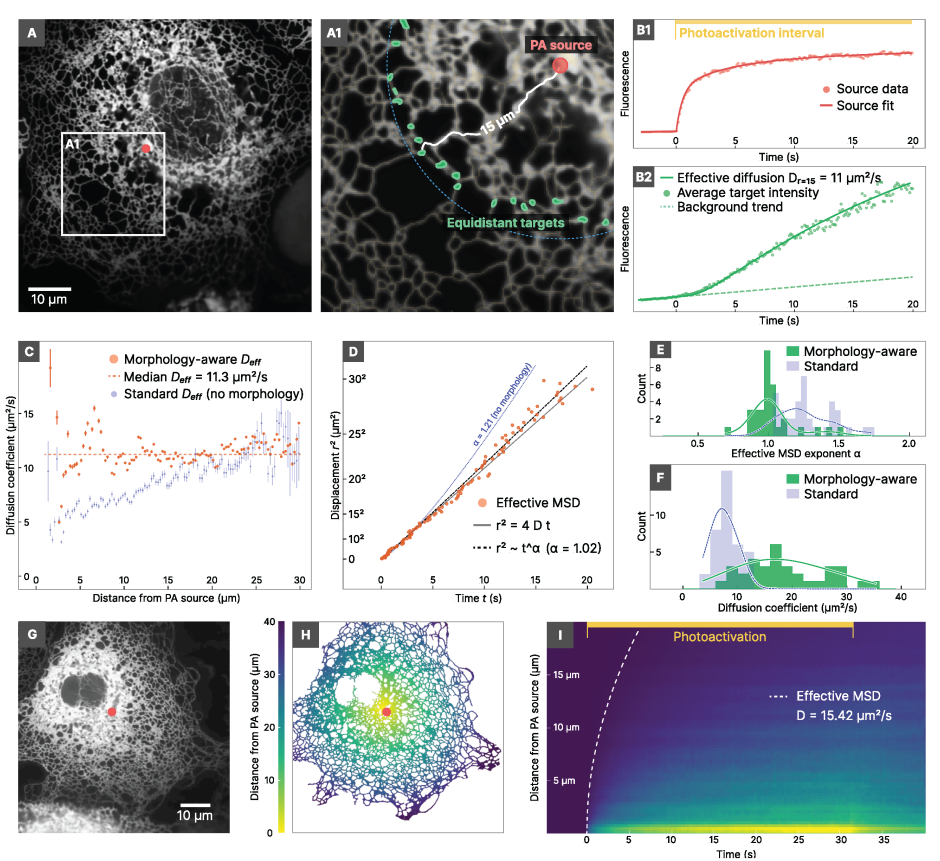 Simultaneous photoactivation and high-speed structural tracking reveal diffusion-dominated motion in the endoplasmic reticulum